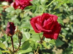 Edelrose 'Red Intuition' ® -Angebote Blumen Takt Store edelrose red intuition m122078 w 6