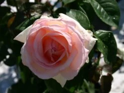 Edelrose 'Schloss Ippenburg' ® -Angebote Blumen Takt Store edelrose schloss ippenburg adr rose m059959 w 1