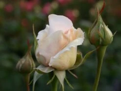 Strauchrose 'Sebastian KNEIPP' ® -Angebote Blumen Takt Store edelrose sebastian kneipp m002722 w 0