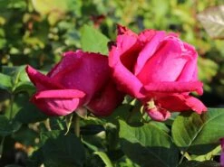 Edelrose 'Senteur Royale' ® -Angebote Blumen Takt Store edelrose senteur royale m005970 w 2