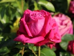 Edelrose 'Senteur Royale' ® -Angebote Blumen Takt Store edelrose senteur royale m005970 w 6