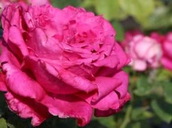 Edelrose 'Senteur Royale' ® -Angebote Blumen Takt Store edelrose senteur royale m005970 w 7