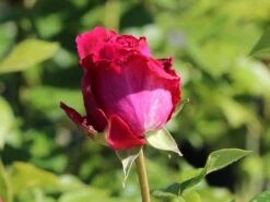 Edelrose 'Senteur Royale' ® -Angebote Blumen Takt Store edelrose senteur royale m005970 w 8