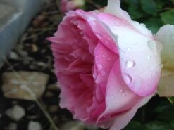 Edelrose 'Souvenir De Baden-Baden' -Angebote Blumen Takt Store edelrose souvenir de baden baden m046815 1338879 0