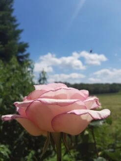 Edelrose 'Souvenir De Baden-Baden' -Angebote Blumen Takt Store edelrose souvenir de baden baden m046815 193676 0