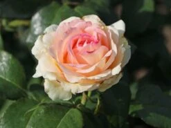 Edelrose 'Souvenir De Baden-Baden' -Angebote Blumen Takt Store edelrose souvenir de baden baden m046815 w 0 1