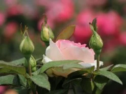 Edelrose 'Souvenir De Baden-Baden' -Angebote Blumen Takt Store edelrose souvenir de baden baden m046815 w 0