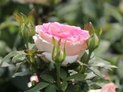 Edelrose 'Souvenir De Baden-Baden' -Angebote Blumen Takt Store edelrose souvenir de baden baden m046815 w 2