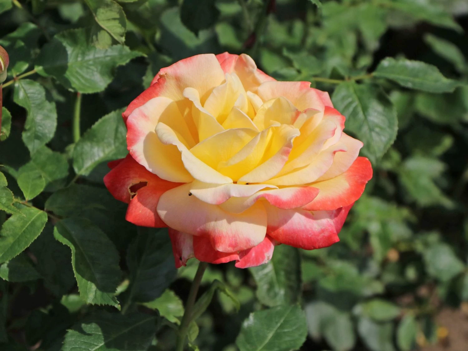 Edelrose 'Speelwark' ® 3 Edelrose 'Speelwark' ®