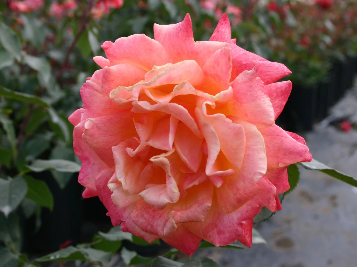 Edelrose 'Speelwark' ® 8 Edelrose 'Speelwark' ® – Bild 6