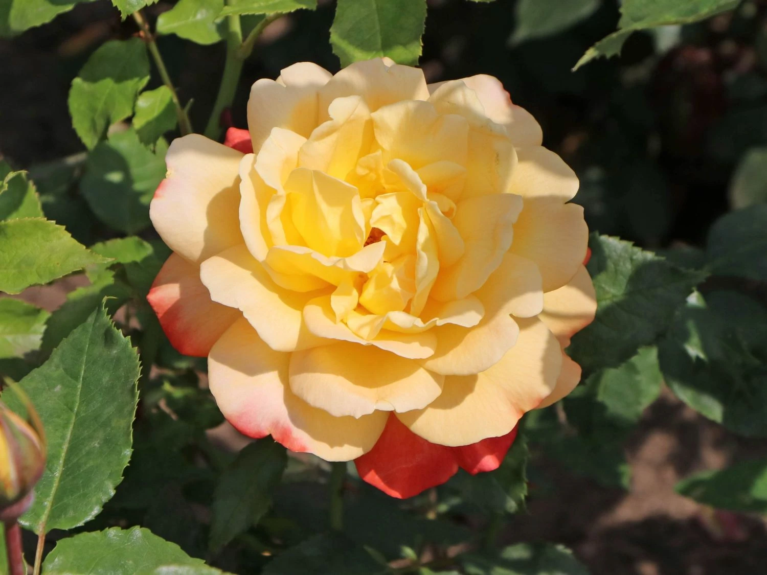 Edelrose 'Speelwark' ® 7 Edelrose 'Speelwark' ® – Bild 5