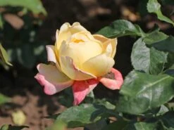 Edelrose 'Speelwark' ® 16 Edelrose 'Speelwark' ® -Angebote Blumen Takt Store edelrose speelwark m002732 w 2