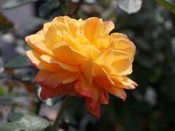 Edelrose 'Speelwark' ® 15 Edelrose 'Speelwark' ® -Angebote Blumen Takt Store edelrose speelwark m002732 w 3