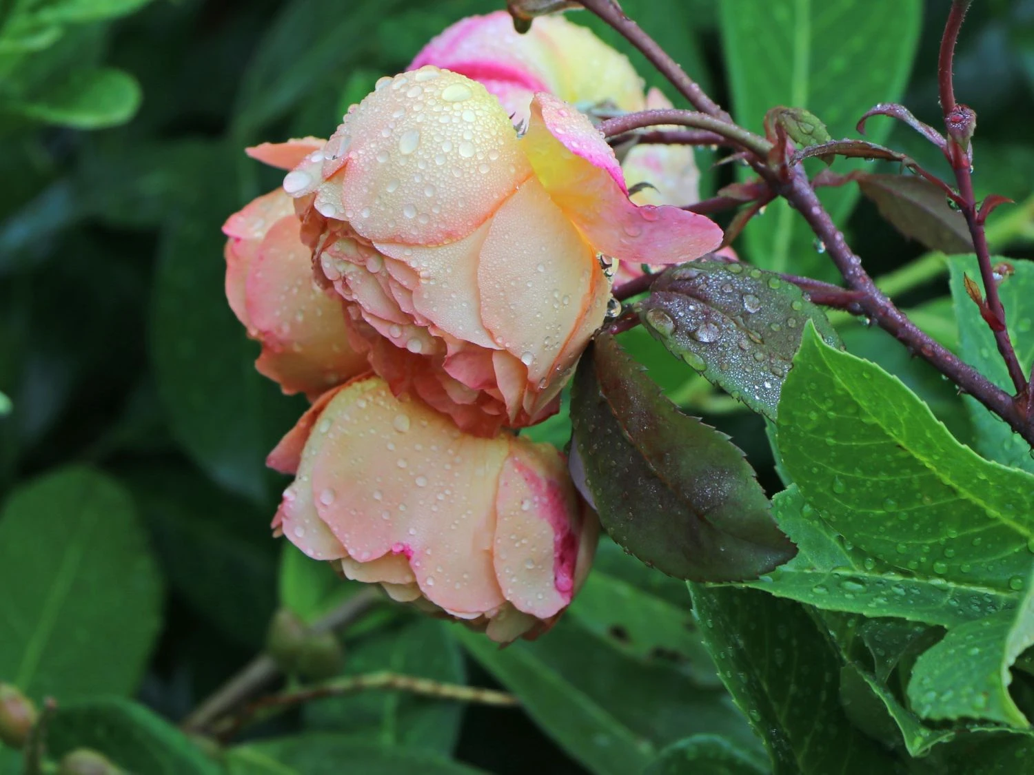 Edelrose 'Speelwark' ® 9 Edelrose 'Speelwark' ® – Bild 7