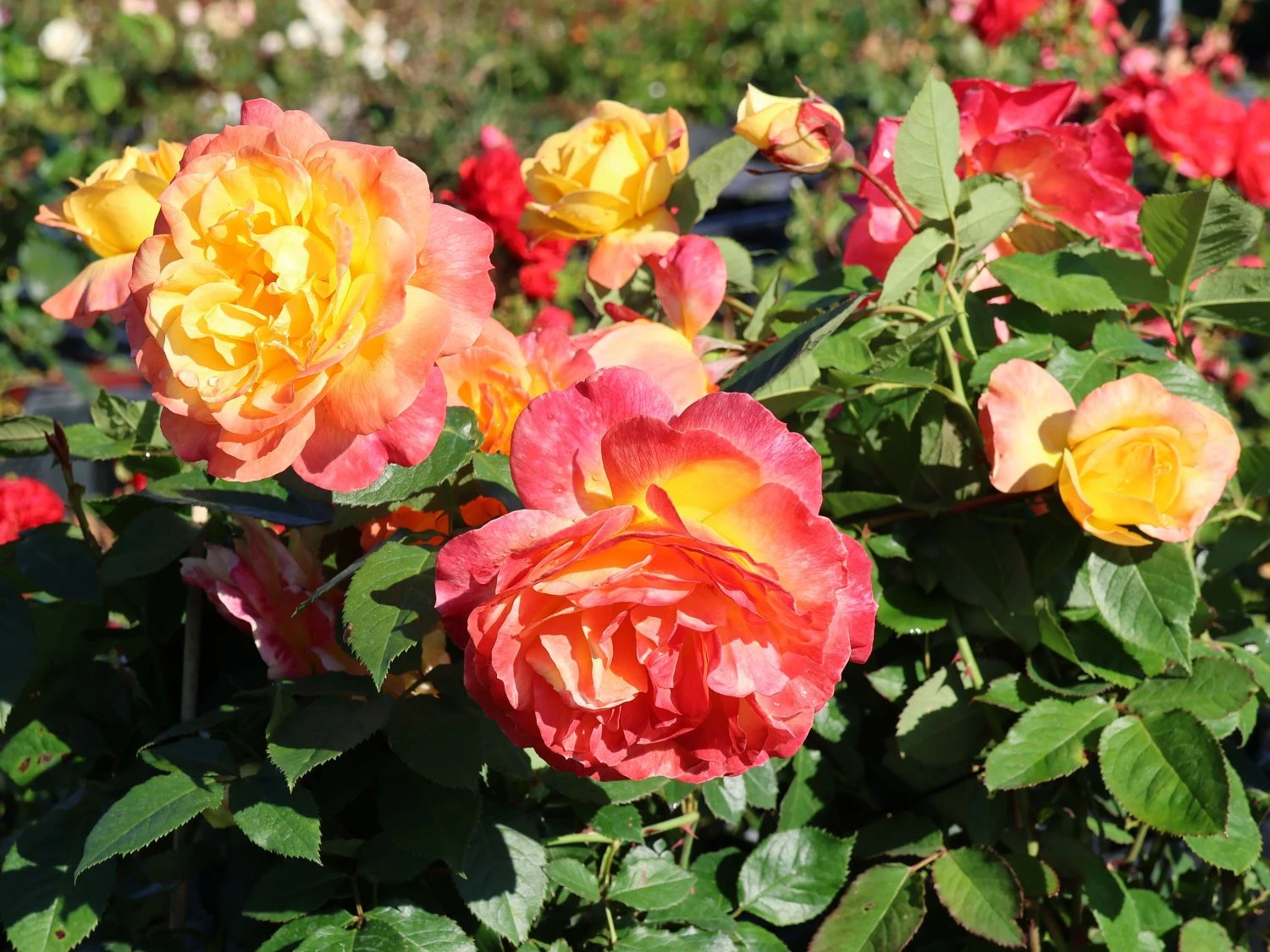 Edelrose 'Speelwark' ® 4 Edelrose 'Speelwark' ® – Bild 2