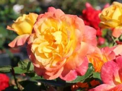 Edelrose 'Speelwark' ® 20 Edelrose 'Speelwark' ® -Angebote Blumen Takt Store edelrose speelwark m002732 w 6