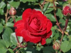 Edelrose 'Störtebeker' ®