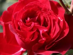 Edelrose 'Störtebeker' ® -Angebote Blumen Takt Store edelrose stoertebeker m101988 w 10