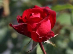 Edelrose 'Störtebeker' ® -Angebote Blumen Takt Store edelrose stoertebeker m101988 w 3