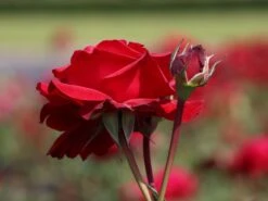 Edelrose 'Störtebeker' ® -Angebote Blumen Takt Store edelrose stoertebeker m101988 w 4