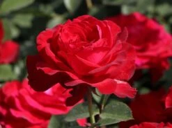 Edelrose 'Störtebeker' ® -Angebote Blumen Takt Store edelrose stoertebeker m101988 w 5