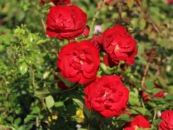 Edelrose 'Störtebeker' ® -Angebote Blumen Takt Store edelrose stoertebeker m101988 w 6