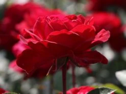 Edelrose 'Störtebeker' ® -Angebote Blumen Takt Store edelrose stoertebeker m101988 w 7