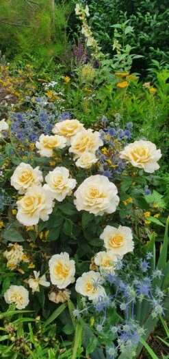 Edelrose 'Sunny Sky' ® -Angebote Blumen Takt Store edelrose sunny sky m046820 743907 0