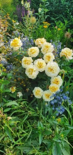 Edelrose 'Sunny Sky' ® -Angebote Blumen Takt Store edelrose sunny sky m046820 743907 1