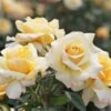 Edelrose 'Sunny Sky' ® -Angebote Blumen Takt Store edelrose sunny sky m046820 h 0