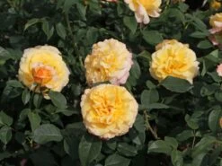 Edelrose 'Sunny Sky' ® -Angebote Blumen Takt Store edelrose sunny sky m046820 w 3