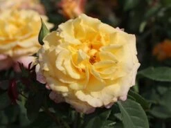 Edelrose 'Sunny Sky' ® -Angebote Blumen Takt Store edelrose sunny sky m046820 w 4