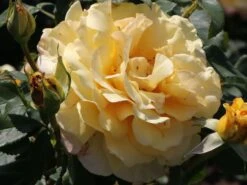 Edelrose 'Sunny Sky' ® -Angebote Blumen Takt Store edelrose sunny sky m046820 w 6