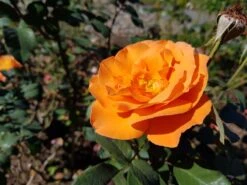 Edelrose 'Tea Time' ® -Angebote Blumen Takt Store edelrose tea time m005988 300870 0