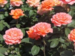 Edelrose 'Tea Time' ® -Angebote Blumen Takt Store edelrose tea time m005988 w 0