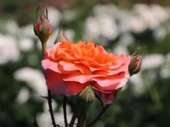 Edelrose 'Tea Time' ® -Angebote Blumen Takt Store edelrose tea time m005988 w 1