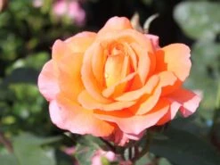 Edelrose 'Tea Time' ® -Angebote Blumen Takt Store edelrose tea time m005988 w 2