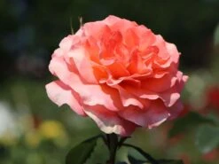 Edelrose 'Tea Time' ® -Angebote Blumen Takt Store edelrose tea time m005988 w 3