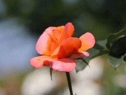 Edelrose 'Tea Time' ® -Angebote Blumen Takt Store edelrose tea time m005988 w 4