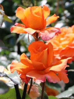 Edelrose 'Tea Time' ® -Angebote Blumen Takt Store edelrose tea time m005988 w 6