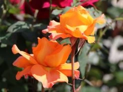 Edelrose 'Tea Time' ® -Angebote Blumen Takt Store edelrose tea time m005988 w 8