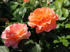 Edelrose 'Tea Time' ® -Angebote Blumen Takt Store edelrose tea time m005988 w 9