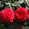 Edelrose 'Tiamo' ®