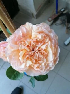 Edelrose 'Tropicana' ® -Angebote Blumen Takt Store edelrose tropicana m111219 1224203 0