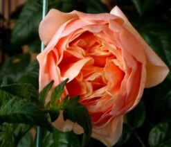 Edelrose 'Tropicana' ® -Angebote Blumen Takt Store edelrose tropicana m111219 655185 0