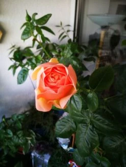 Edelrose 'Tropicana' ® -Angebote Blumen Takt Store edelrose tropicana m111219 655185 1