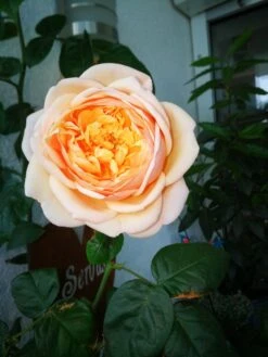 Edelrose 'Tropicana' ® -Angebote Blumen Takt Store edelrose tropicana m111219 655185 2