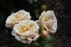 Edelrose 'Tropicana' ® -Angebote Blumen Takt Store edelrose tropicana m111219 676881 0