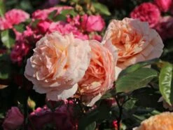 Edelrose 'Tropicana' ® -Angebote Blumen Takt Store edelrose tropicana m111219 w 5