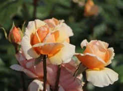 Edelrose 'Tropicana' ® -Angebote Blumen Takt Store edelrose tropicana m111219 w 7